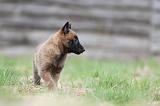 MALINOIS 843